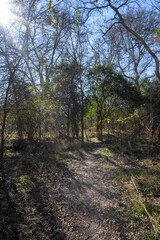 Fototapeta na wymiar Scenery of a thickly forested areas in the Austin, Texas Hill Country.