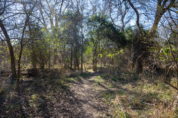 Naklejka na ściany i meble Scenery of a thickly forested areas in the Austin, Texas Hill Country.