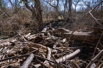 Scenery of a thickly forested areas in the Austin, Texas Hill Country.