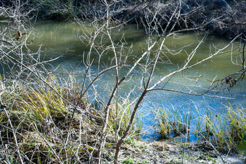 Scenery of a thickly forested areas in the Austin, Texas Hill Country.