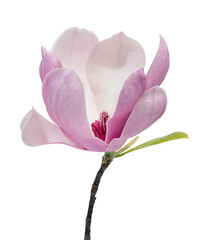 Magnolia liliiflora flower on branch with leaves, Lily magnolia flower isolated on white background with clipping path
