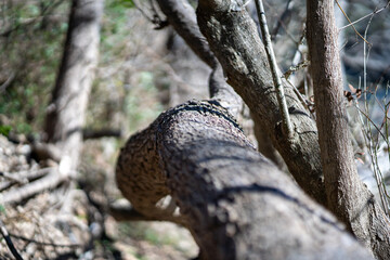 Scenery of a thickly forested areas in the Austin, Texas Hill Country.