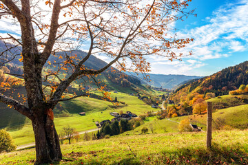 the Black Forest community of Münstertal in autumn - obrazy, fototapety, plakaty