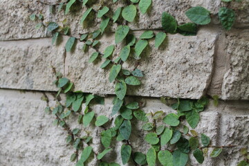 climber plant