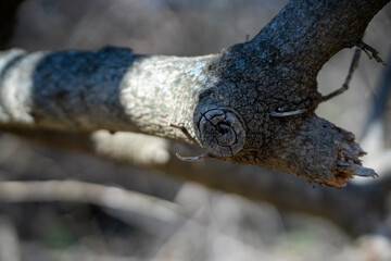 Scenery of a thickly forested areas in the Austin, Texas Hill Country.