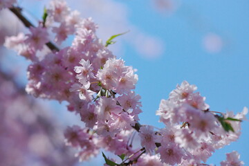 枝垂れ桜と春の青空