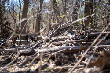 Scenery of a thickly forested areas in the Austin, Texas Hill Country.