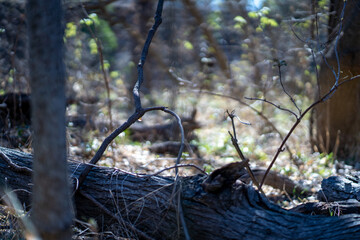 Scenery of a thickly forested areas in the Austin, Texas Hill Country.
