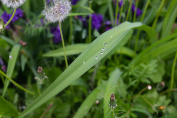 rain drops on a flower