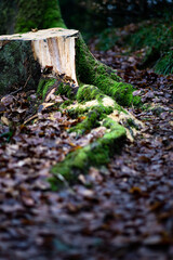 Obraz premium Abgesägter Baum