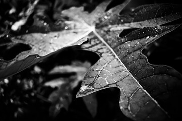 Close Up Macro Photography of Clean Water Drops On Textured Leaves at Garden. Fresh green trees and plants after rain in nature background. Transparent Dew Droplets, Sparkle Glare In Morning Sunshine.