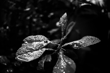 Close Up Macro Photography of Clean Water Drops On Textured Leaves at Garden. Fresh green trees and plants after rain in nature background. Transparent Dew Droplets, Sparkle Glare In Morning Sunshine.