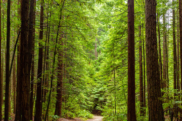 Redwoods forest walk in Rotorua, New Zealand 