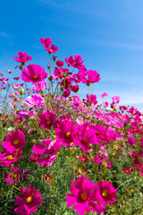 Pink cosmos flower blooming beautiful vivid natural summer in the garden