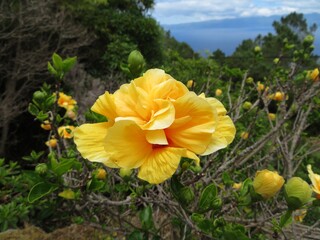 yellow hibiscus with filled flower