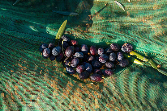 Aceitunas maduras en el tendal