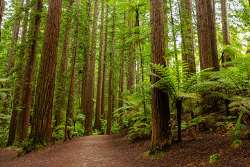Redwoods forest walk in Rotorua, New Zealand 