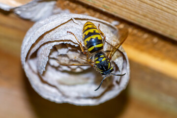 Gemeine Wespe (Vespula vulgaris)