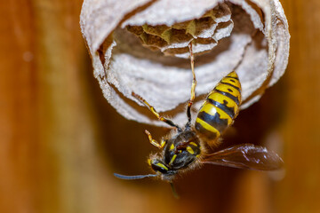 Gemeine Wespe (Vespula vulgaris)