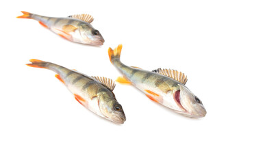 Three fish perch isolated on white