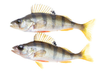 Two fish perch isolated on a white