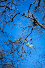 Obraz premium Vultures on the branch of an oak tree in a thickly forested area in the Austin, Texas Hill Country.