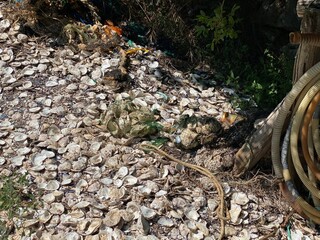 Muschelzucht Austernzucht in Istrien Kroatien Adria Mittelmeer
