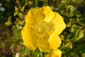 Poppy. Yellow flower.