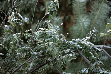 Twigs of wild plants on a frosty morning in the forest.