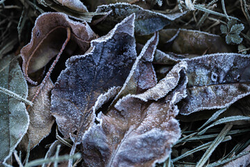 The grass is covered with frost on an early frosty morning.