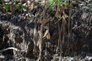 Scenery of a thickly forested areas in the Austin, Texas Hill Country.