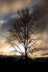Fototapeta na wymiar silhouette of winter trees in sunset with beautiful sky