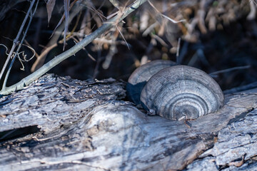 Turkey tail mushrooms growing on a fallen log in a forested areas in the Austin, Texas Hill Country.