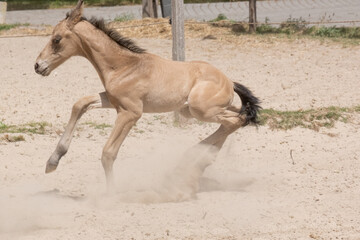 Small newborn yellow foal. He galloped unstable for the first time in the sand