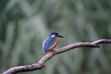 Beautiful blue Kingfisher bird, male Common Kingfisher, sitting on a branch, side profile
