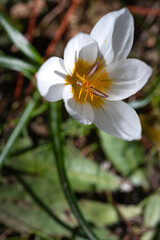 White crocus flower close up among green grass