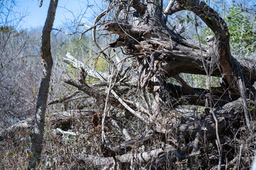 Scenery of a thickly forested areas in the Austin, Texas Hill Country.