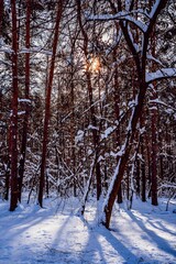 The rays of the winter sun on the snow in the February frosty forest are visible through the trunks of trees.