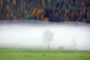 Baum im Nebel bei Bizau