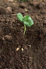 Potato plant outside the soil with raw potatoes