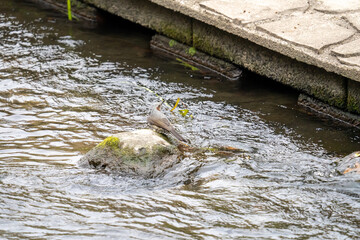 善福寺川で水を飲む鵯(ヒヨドリ)