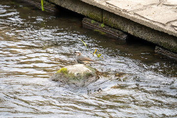 善福寺川で水を飲む鵯(ヒヨドリ)