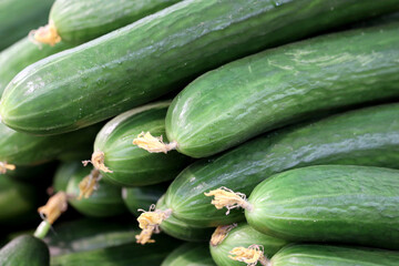 Long cucumbers in the supermarket. Fresh crop of vegetables