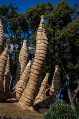 冬越しのためこも巻きしたソテツ