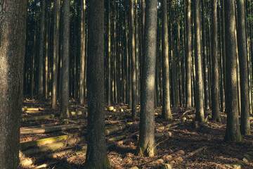 整然と植えられた杉林