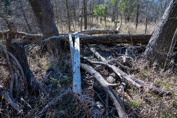 Scenery of a thickly forested areas in the Austin, Texas Hill Country.