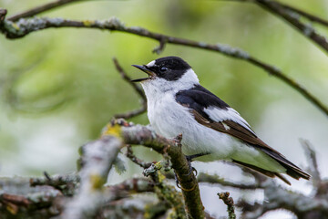 Halsbandschnäpper (Ficedula albicollis) Männchen