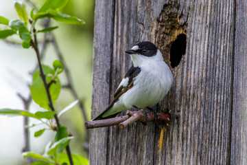 Halsbandschnäpper (Ficedula albicollis) Männchen an Nistkasten