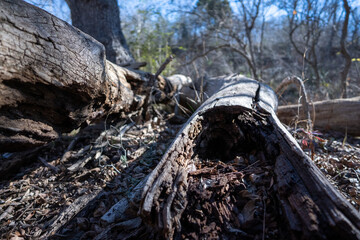Scenery of a thickly forested areas in the Austin, Texas Hill Country.