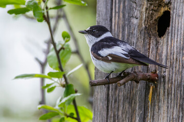Halsbandschnäpper (Ficedula albicollis) Männchen an Nistkasten